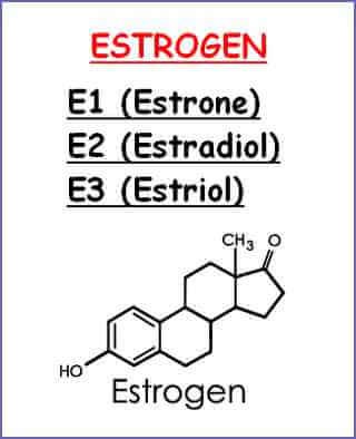 3 loại estrogen