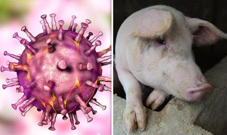 Virus tả lợn
