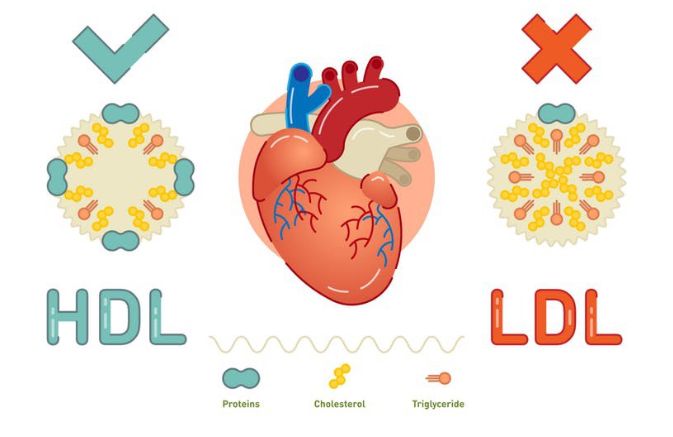 HDL và LDL Cholesterol