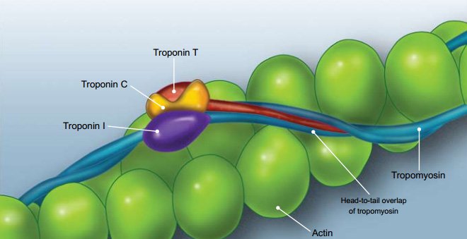 Troponin là một protein có cấu trúc hình cầu