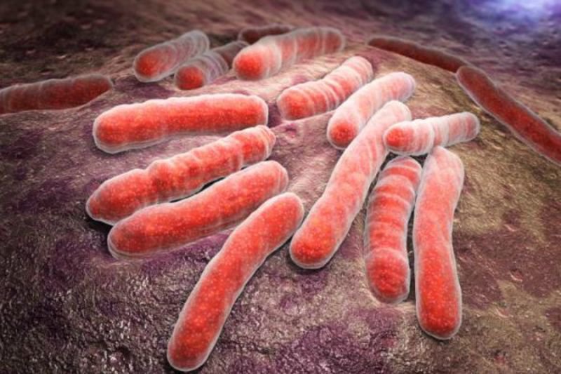 Vi khuẩn Mycobacterium tuberculosis
