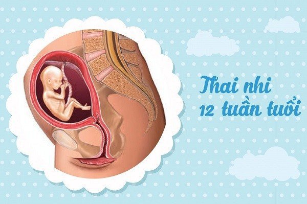 Chỉ số ở thai nhi 12 tuần như thế nào là bình thường?