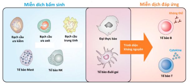 Thành phần tế bào trong hệ miễn dịch
