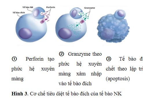 Cơ chế tiêu diệt tế bào đích của tế bào NK