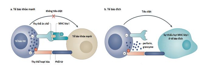 Cơ chế nhận diện tế bào đích của tế bào NK
