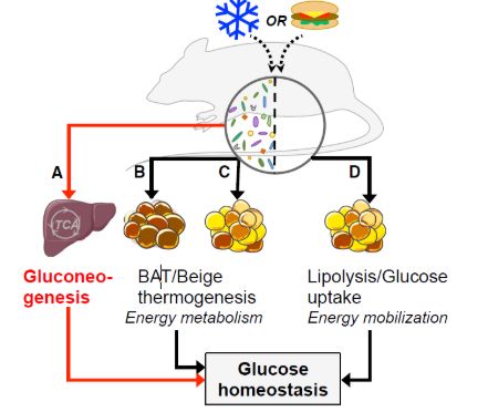 Hệ vi khuẩn ruột và mối liên quan của nó với Cân bằng Glucose nội môi và chuyển hóa năng lượng theo quan niệm cũ (mũi tên màu đen) và mới (mũi tên màu đỏ)