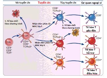 Sự trưởng thành tế bào lympho T trong tuyến ức
