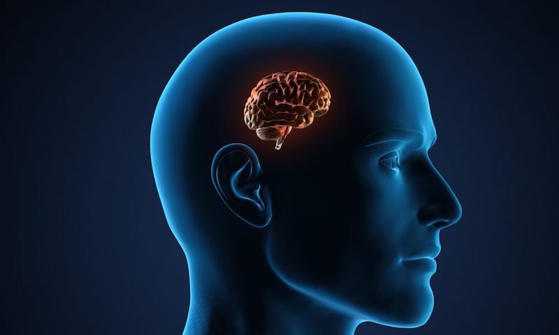Bộ não, tiểu não, thân não kiểm soát chức năng nào của cơ thể?