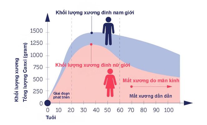 Biểu đồ thể hiện khối lượng xương ở nam và nữ theo độ tuổi