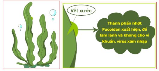 Hình ảnh 2: Công dụng của thành phần Fucoidan trong nhựa tảo