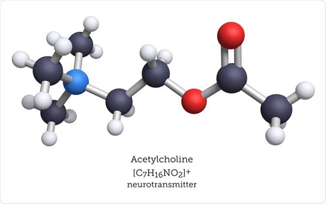 What Is The Hormone Acetylcholine Vinmec