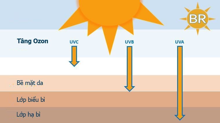 Tia UVB giúp kích thích sản sinh Vitamin D như thế nào?