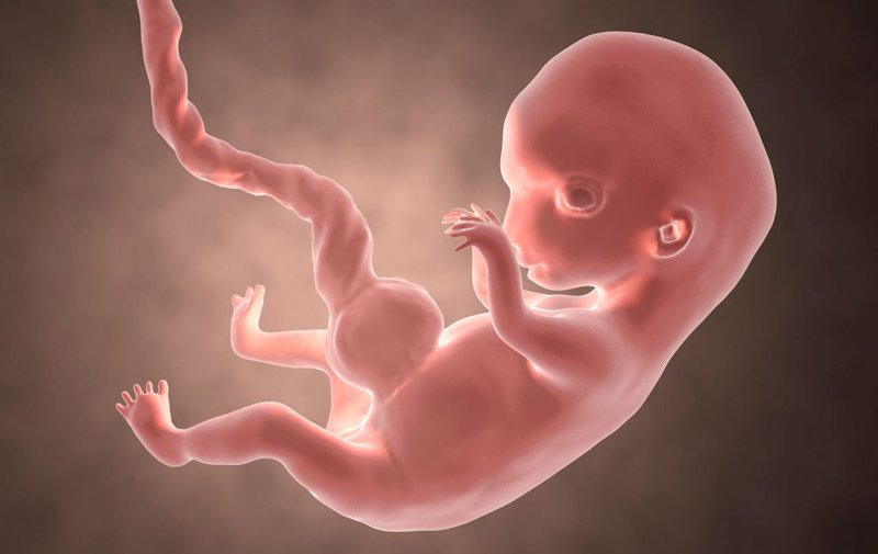 Sự phát triển của thai nhi 9 tuần tuổi