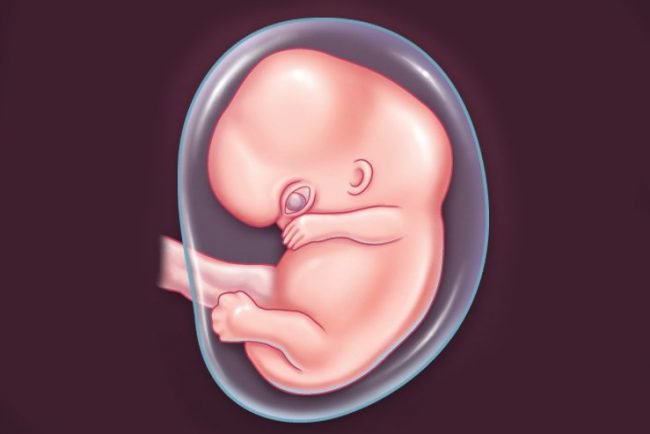 Sự phát triển của thai nhi 9 tuần tuổi