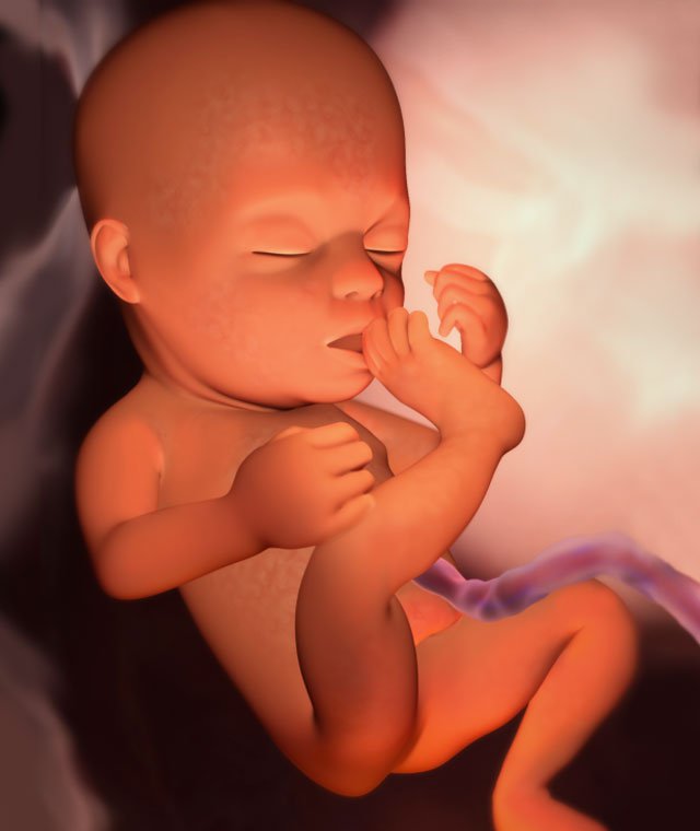 Sự phát triển của thai nhi tuần 22