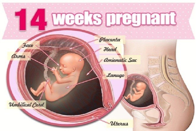 Sự phát triển của thai nhi tuần 14