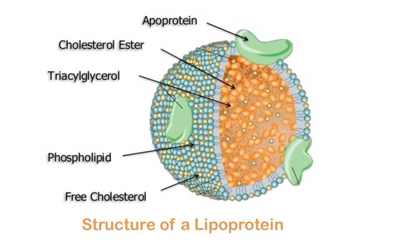 Rối loạn lipoprotein máu