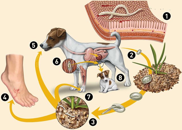 Chu trình phát triển trong cơ thể người của sán chó