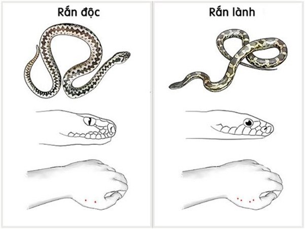 Nhận biết một số loài rắn độc