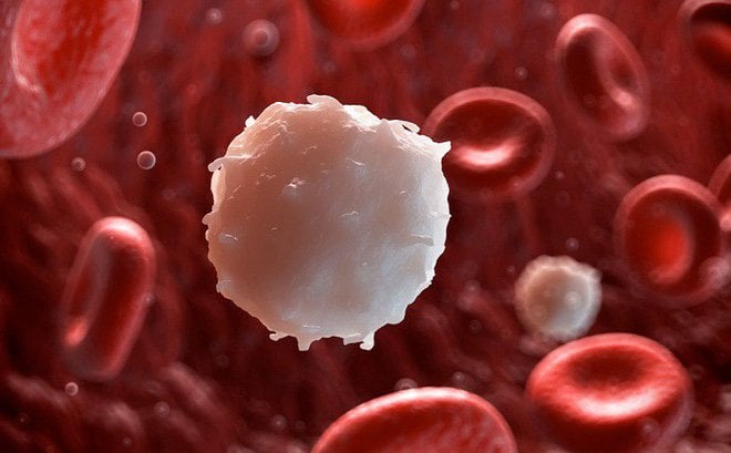 Điều hòa việc hấp thu và tác dụng gây độc tế bào của 6-Mercaptopurine trên tế bào chuyên gen SLC43A3 và các dòng tế bào ung thư bạch cầu