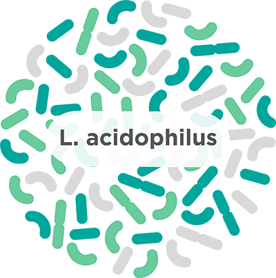 Acidophilus