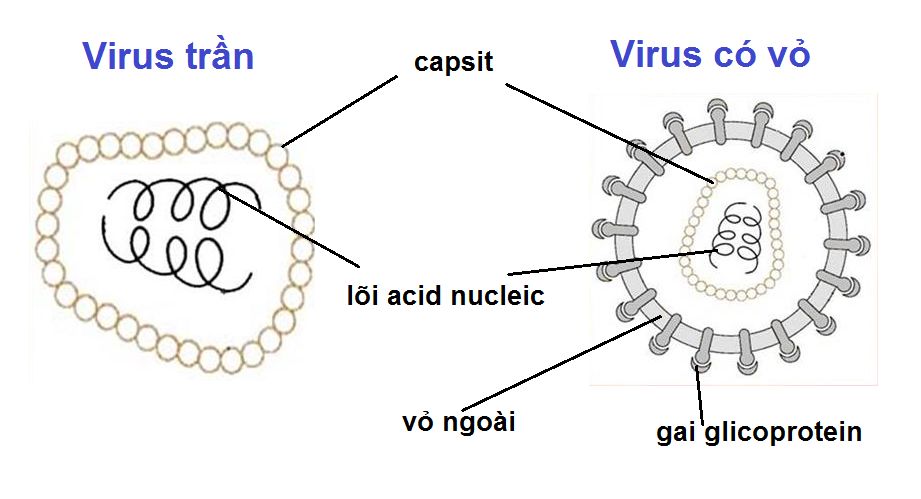 Cấu trúc chung Virus