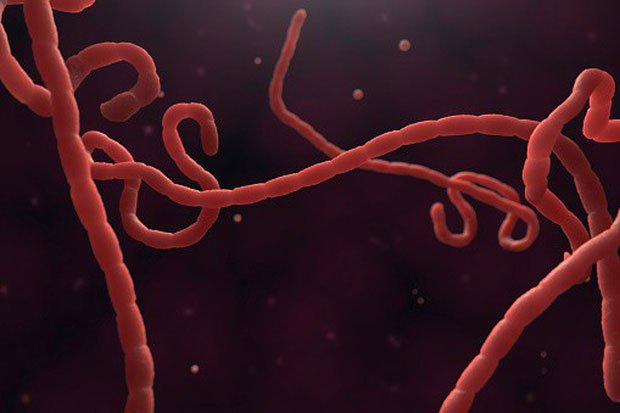 Virus Ebola (loài Zaire ebolavirus )