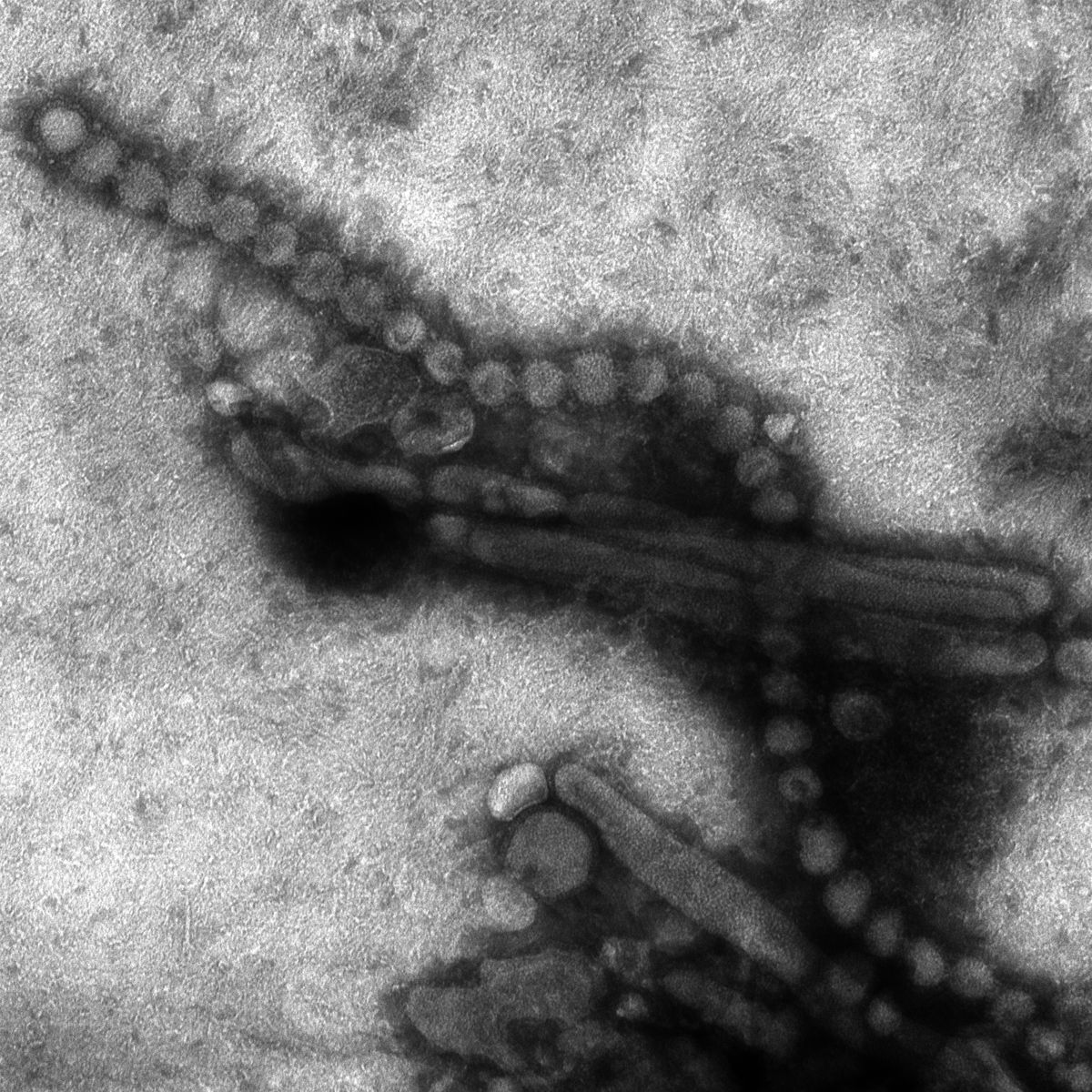 Ảnh hiện vi điện tử của virus cúm A (H7N9)
