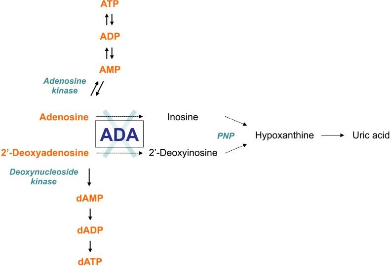 Sơ đồ chuyển hóa Adenosine Deaminase (ADA)