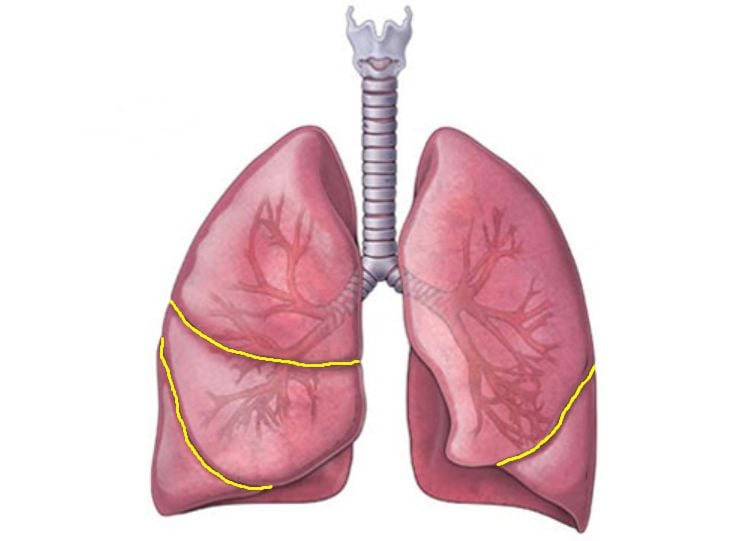 Thuỳ phổi là gì