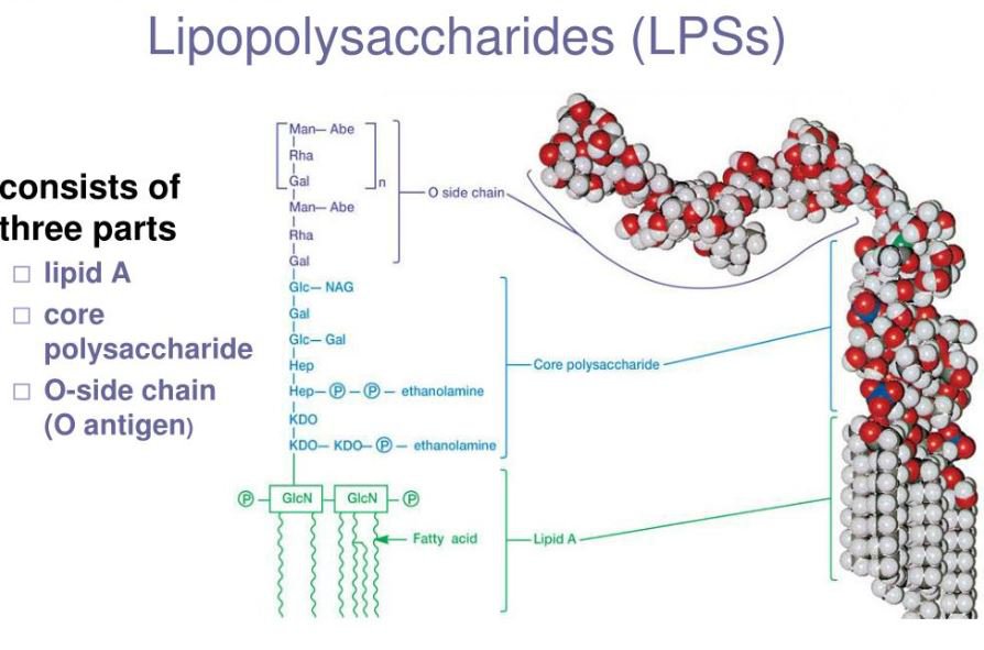lipopolysaccharides (LPSs)
