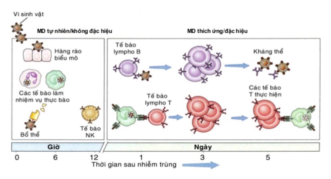 Tính không đặc hiệu của đáp ứng miễn dịch thể dịch | Vinmec