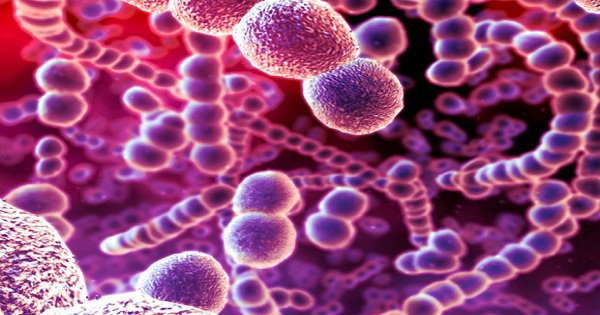 Phế cầu khuẩn gây ra nhiều loại bệnh khác nhau