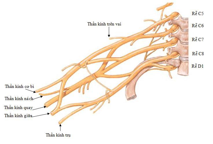 Hình ảnh cá rễ trước của các dây thần kinh cột sống