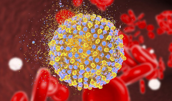 Hỏi đáp về virus viêm gan E