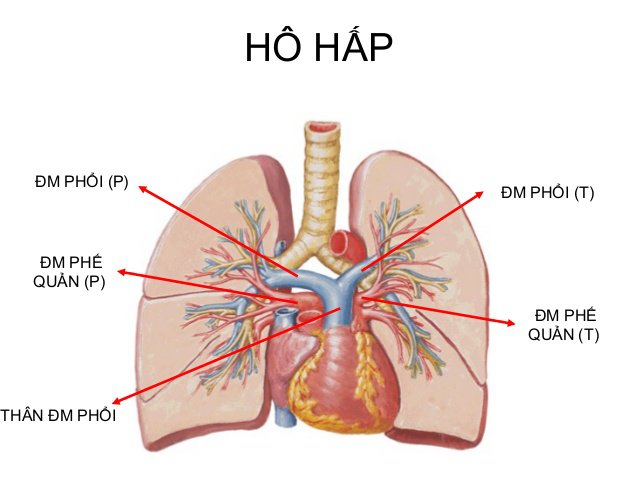 Hình ảnh cấu tạo giải phẫu của phổi