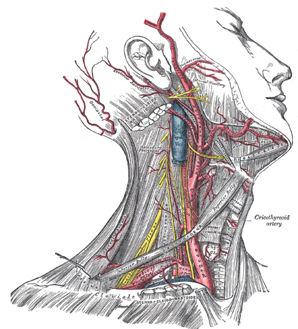 mạch máu vùng đầu cổ