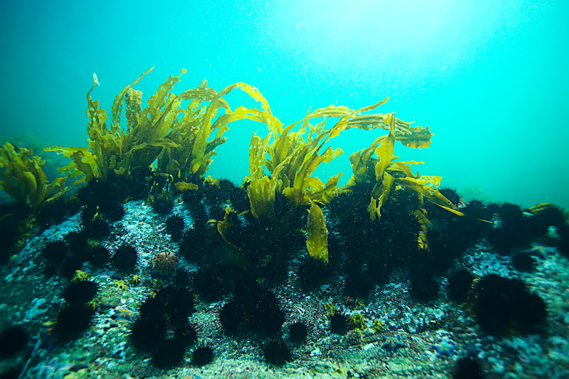 tảo xoắn (Spirulina)