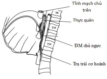 Các lỗ của cơ hoành (thiết đồ đứng dọc)