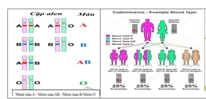 Sơ đồ di truyền nhóm máu hệ ABO