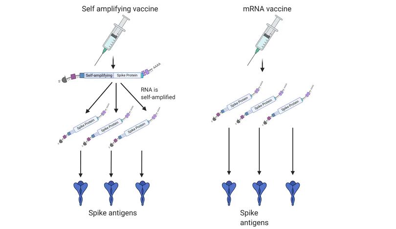 Vacxin mRNA