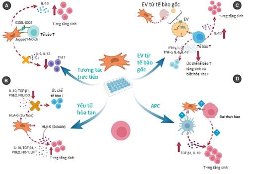 Các con đường tương tác giữa tế bào gốc trung mô và tế bào T điều hòa