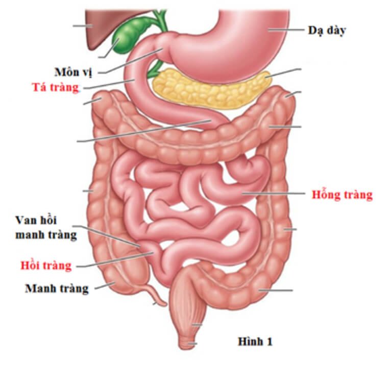 quá trình tiêu hóa thức ăn ở người tại ruột non