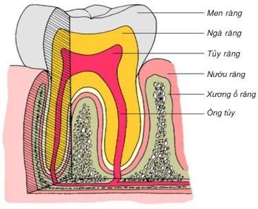 Hình ảnh giải phẫu răng