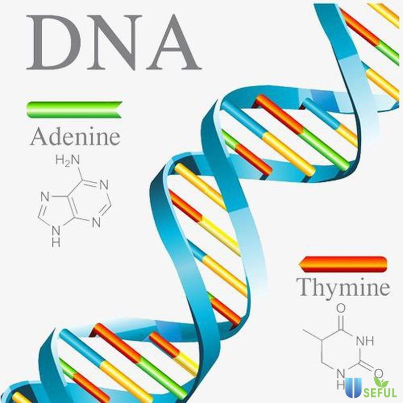 DNA nghĩa là gì - Tất cả những điều bạn cần biết về DNA