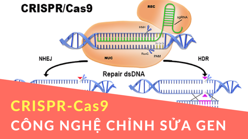 Cập nhật các thử nghiệm lâm sàng về chỉnh sửa gen bằng công nghệ CRISPR/Cas năm 2021