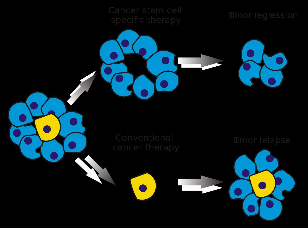 Tế bào gốc ung thư