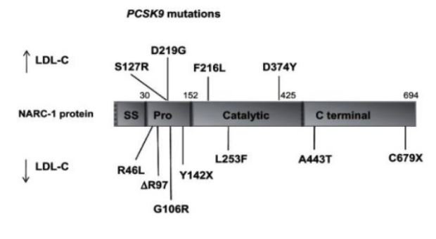 Đột biến gen PCSK9 trên bệnh nhân tăng cholesterol có tính gia đình