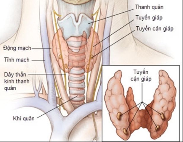 Hình ảnh giải phẫu tuyến giáp và tuyến cận giáp