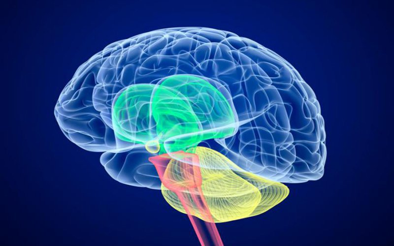 Bộ não là một cơ quan đóng vai trò quan trọng trong hệ thần kinh trung ương